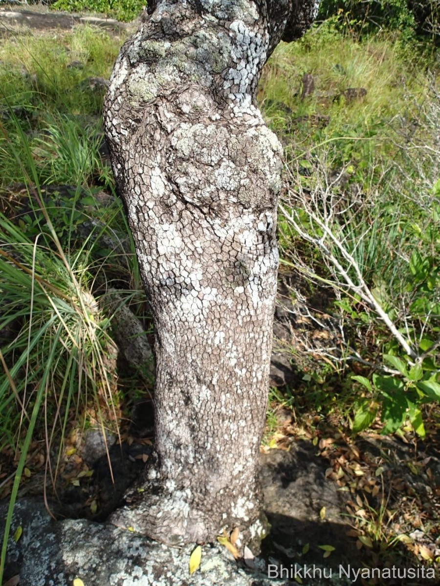 Pleurostylia opposita (Wall.) Alston